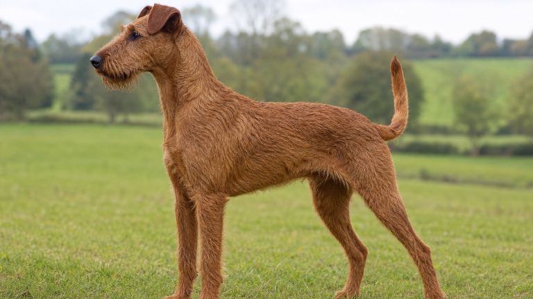 Adult Irish Terrier standing in short grass, red wire coat and folded V-shaped ears visible in side profile