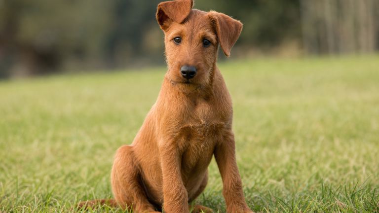 A young red Irish Terrier puppy sitting in grass with one ear flopped over