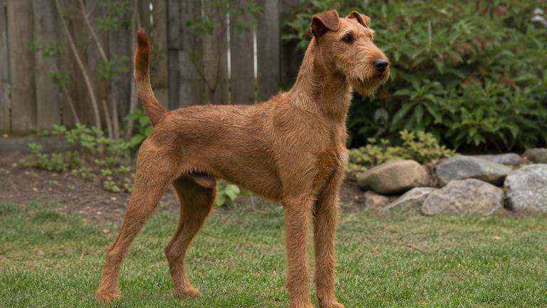 Irish Terrier standing alert in a backyard, ears folded forward, watching something out of frame