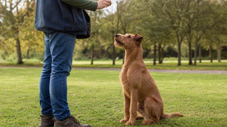 An Irish Terrier sitting attentively in front of its handler during a training session in a park