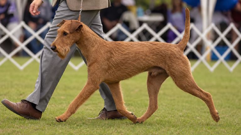 Irish Terrier gaiting beside a handler at a dog show