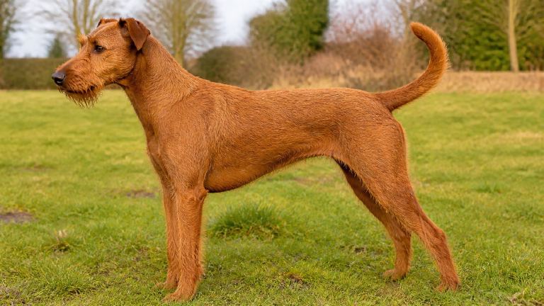 Adult Irish Terrier standing in profile on grass