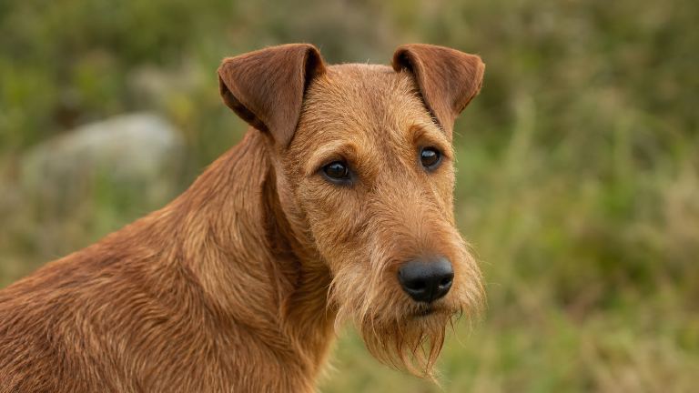 Close head study of an Irish Terrier showing folded ears, dark eyes, and beard